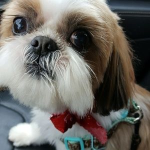 Meet your Posher, Monica